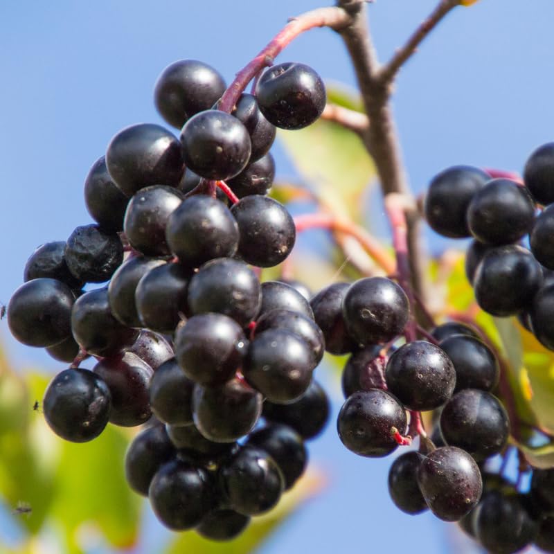 Black Chokeberry Tree Live Plant Seedling for Outdoor Planting, No CA, Edible Aronia Berry Shrub, Cold Hardy, 7-14 Inches in Tall