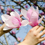 Magnolia Tree Live Plant 6 to 12 Inch Height, Fragrant Magnolia Plant Live to Grow, Magnolia Bush Flowers (Jane Magnolia)