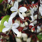 2 Clerodendrum Wallichii Plants Live, Chains of Glory Vine Light Bulbs Plant 4-8 Inches for Growing Indoor Outdoor, Smithianum Clerodendrum