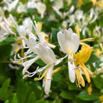 2 Winter Honeysuckle Plants Live for Planting, Fragrant, Easy to Grow, Perfect for Landscaping, No Pot, Ideal for Trellises Fences, Climbing or Bush, Rooted Cutting 8-12", Dormant No Leaf
