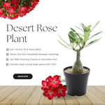 02 Red Desert Rose Live Plants, Starter Adenium 3-6 Inches Tall, No Pot, No Flower, Tropical Flowering Succulent Plants for Indoor Outdoor Growing