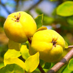 Quince Tree Plant Live, Well-Rooted Fruit Tree, 2-3 Ft Tall