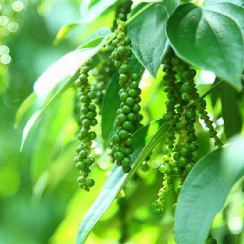 Set of 2 Black Pepper Plants Live, Piper Nigrum Plant, 3 to 6 Inc Tall, Black Pepper Tree Live Plant, Live Pepper Plant Outdoors, Black Pepper Well Rooted, Black Pepper Starter Plant for Growing