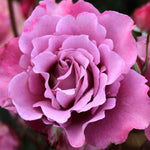Rose Bush Live Plant, Rose Plant Live for Planting, 5-10 Inch Tall, Fragrant Flowers Well Rooted Starter Plant Indoor Outdoor (Purple Rose)