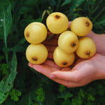 Loquat Tree Live Plant, Loquat Plant, 4 Inc Pot, Sweet Fruit Tree Garden
