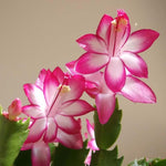 4 Christmas Cactus Plants, Thanksgiving Cactus 3-5 Inch Tall, Winter Succulents Flowers Container Hanging Basket Indoor Outdoor Planting