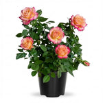Rose Live Plant, Roses Flower Plant, Fragrant Flower for Planting, 4-6 Inches Tall, Bush Shrub Plants, Well Rooted, Ready to Grow (Orange Rose)