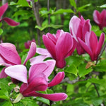Magnolia Tree Live Plant 12 to 18 Inch Tall, Fragrant Magnolia Plant Live, Magnolia Bush Live Plant in Gallon Pot (Jane Magnolia)