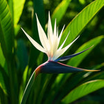 Set 4 White Bird of Paradise Plants Live, 4-8 Inch Tall Tropical Plants for Indoor Outdoor Growing