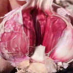 4 Large Red Chesnok Garlic Bulbs for Planting in Spring, High Yield Hardneck Garlic Cloves Seeds, Fresh, Cold Hardy and Fast Growing, Various Varieties