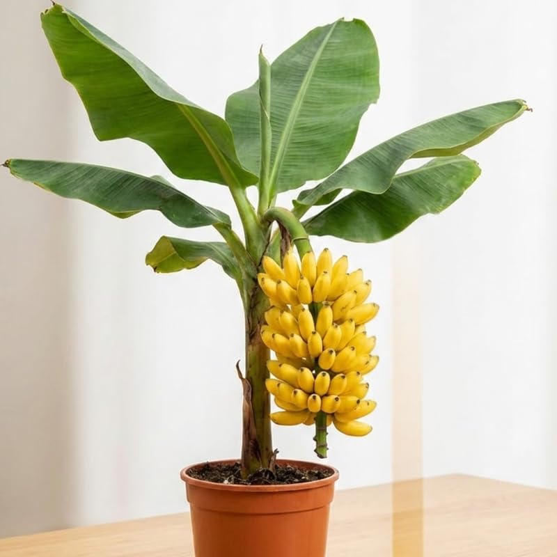 Truly Tiny Banana Plant Tree Live, Cold Hardy 4-7" in Tall, No Pot, Outdoor Spring Planting, Rare and Sweet Banana Plants