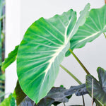 Colocasia Elephant Ears Live Plant, Alocasia Plant, Esculenta Taro Live Houseplant, 5-7 Inc Tall (Green Yellow Leaf)