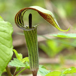 5 Jack in The Pulpit Bulbs for Planting Indoor Outdoor, Jack in The Pulpit Tubers Ready to Grow