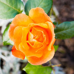 Rose Bush Live Plant, Heirloom Rose Plant Live for Planting, 5-10 Inch Tall, Fragrant Flowers Well Rooted Starter Plant, No Pot (Orange Rose)