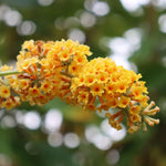 Pack 2 Butterfly Bushes Live Plant, Fragrant Buddleia Bush Shrub, 4 to 9 Inch Tall (Golden Blooms)