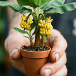Truly Tiny Banana Plant Tree Live, Cold Hardy 4-7" in Tall, No Pot, Outdoor Spring Planting, Rare and Sweet Banana Plants