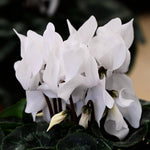 White Cyclamen Plant Live in 4" Pot, Vibrant Blooms Plant for Garden, Hardy Perennial Cyclamen Flowers Plant