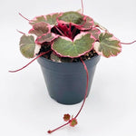 Strawberry Begonia Live Plant, Variegated Saxifraga Plant, Begonia Live Plant, Variegated Foliage, 3.25 Inches Pot for Planting