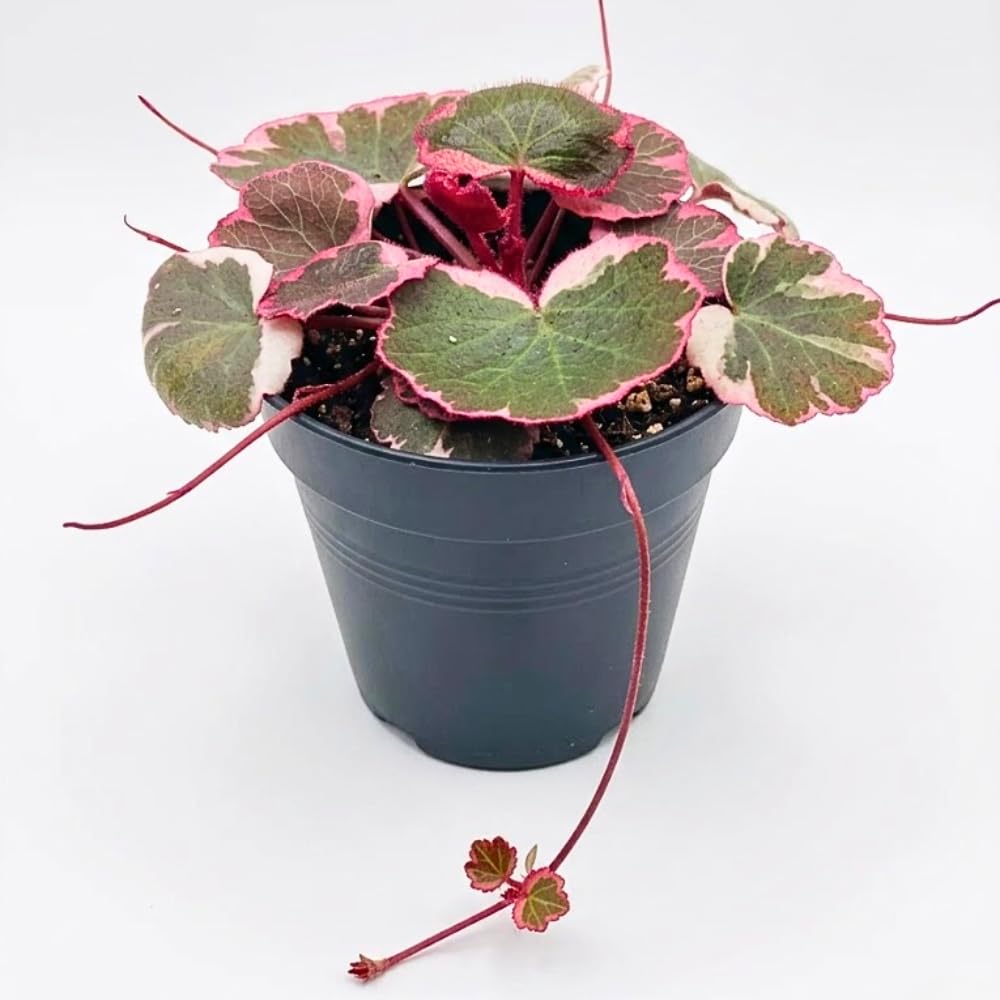 Strawberry Begonia Live Plant, Variegated Saxifraga Plant, Begonia Live Plant, Variegated Foliage, 3.25 Inches Pot for Planting