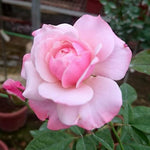 Rose Bush Live Plant, Heirloom Rose Plant Live for Planting, 5-10 Inch Tall, Fragrant Flowers Well Rooted Starter Plant, No Pot (Pink Rose)