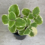 3 Cuban Oregano Plants Live, Fragrant Cuban Herb Plants Ready to Grow Outdoor Garden 4-7 Inch Tall - Variegated Cuban