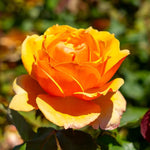 Rose Plant Live for Planting Indoor Outdoor, 5-10 Inch Tall, Fragrant Flowers Well Rooted, Roses Bush Shrub (Orange Rose)