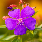 2 Purple Tibouchina Plants Live for Planting 5 to 8 Inch Tall, Purple Princess Tibouchina Live Plant to Grow, Tibouchina Flower