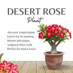 02 Red Desert Rose Live Plants, Starter Adenium 3-6 Inches Tall, No Pot, No Flower, Tropical Flowering Succulent Plants for Indoor Outdoor Growing