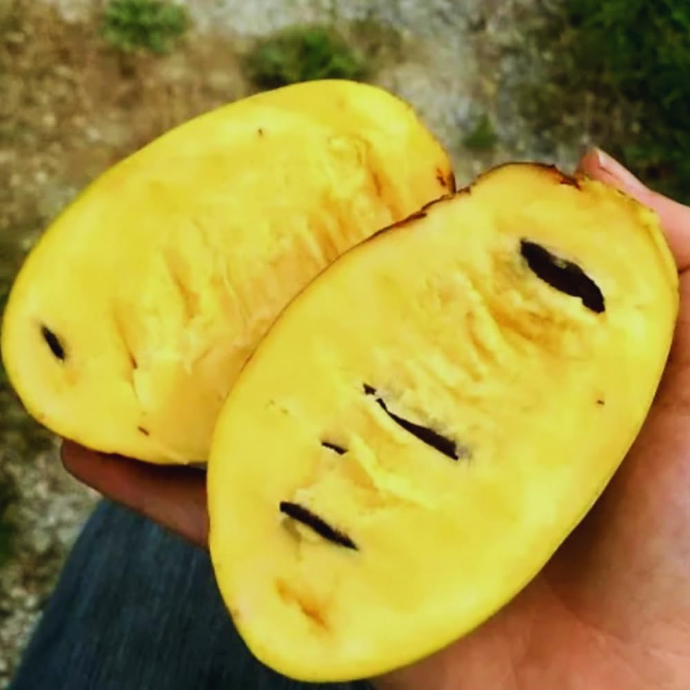 2 Paw Paw Tree Live Plant Seedlings, Pawpaw Tree Live Plant, 6Inc to 10Inc Tall Long, Hardy Pawpaw Plants