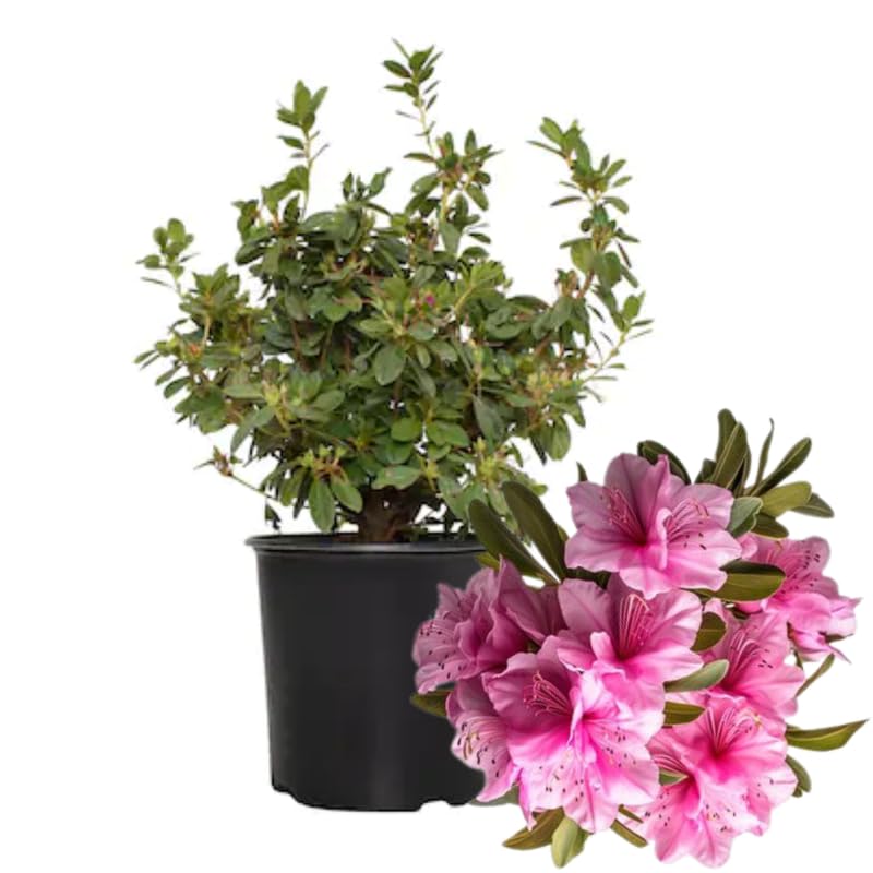 2 Southern Azalea Plants Live Tree, Blooming Rhododendron Bushes, 5-10 Inc Tall, No Pot, for Indoor Outdoor Planting, Vibrant Pink Purple Azalea