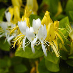 2 Winter Honeysuckle Plants Live for Planting, Fragrant, Easy to Grow, Perfect for Landscaping, No Pot, Ideal for Trellises Fences, Climbing or Bush, Rooted Cutting 8-12", Dormant No Leaf