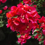 3 Bougainvillea Vine Plants, Bougainvillea Plants Live for Outdoor Landscaping and Containers, 4-7 Inch Tall Well-Rooted, No Pot (Red Pink Bougainvillea)