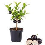 Black Jaboticaba Tree Plant Live, 4 Inc Potted, Jaboticaba Grape Fruit Plant