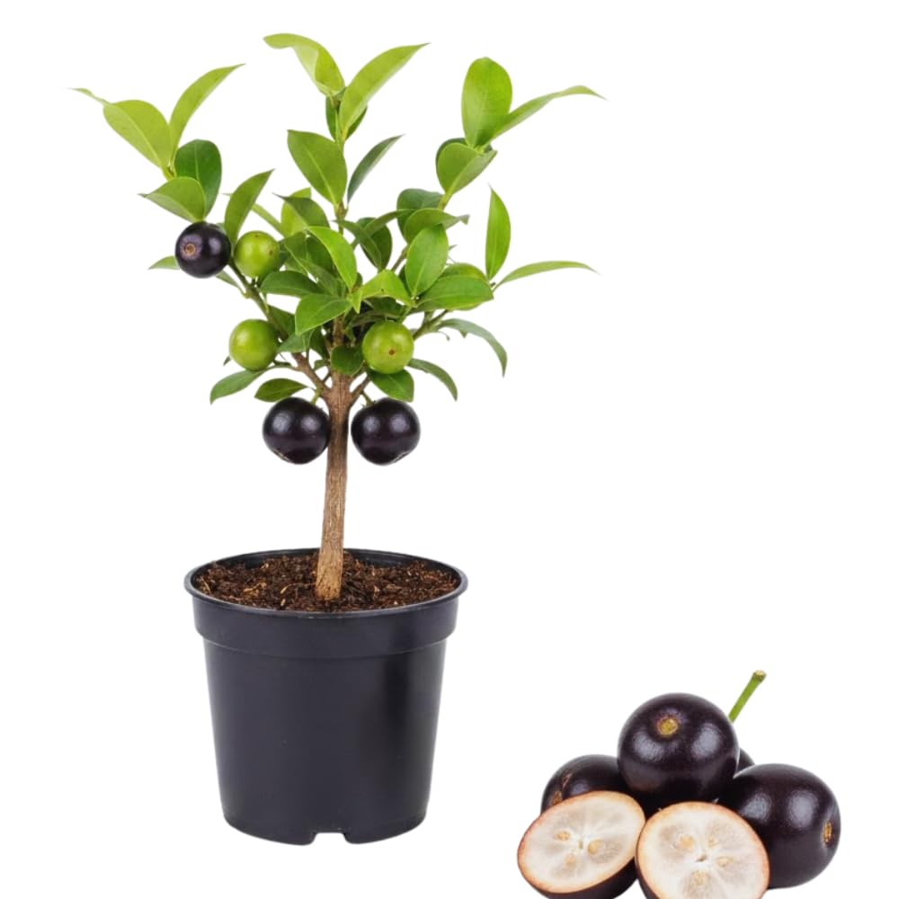 Black Jaboticaba Tree Plant Live, 4 Inc Potted, Jaboticaba Grape Fruit Plant