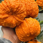 Golden Late-Season Mandarin Tree Live Plant Grafted 2-3 Feet, Fast-Growing and Bear Fruit for Citrus Garden Outdoor Planting Zones 9-11