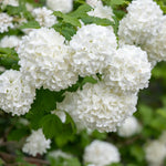 Old Snowball Viburnum Bushes Live Plant, Hardy White Viburnum Blooming Shrub 4 Inch Pot for Planting Outdoor