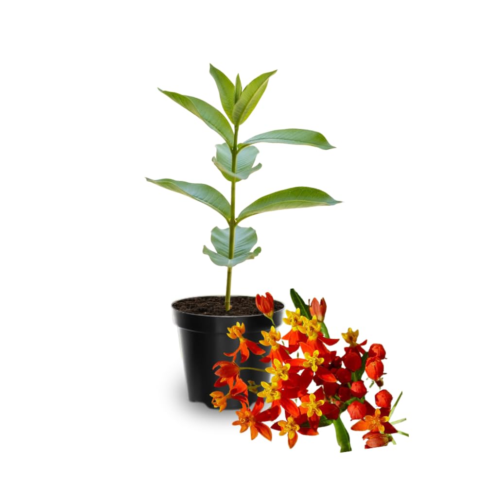 Pack 2 Red Milkweed Live Plants, Butterfly Tropical Milkweed Shrub, Asclepias Tuberosa Plants 4-8 Inches