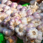 4 XL Softneck Garlic Bulbs for Planting, Garlic Bulbs for Growing in Fall, Large Size