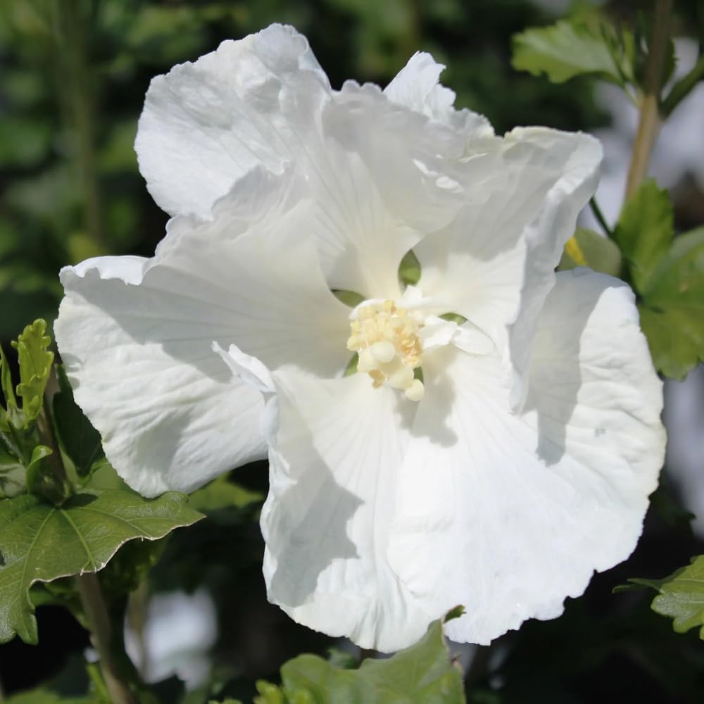 Althea Rose of Sharon Plant Live for Planting 6-13 Inch Height, Hibiscus Syriacus Flowers, in Pot, Rose of Sharon Shrub Bush Live (White)