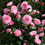 Pink Camellia Plants Live in 4" Pot, Starter Size 6-12 Inches in Tall, Vibrant Pink Bloom for Outdoor Planting