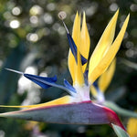 Set 4 Yellow Bird of Paradise Plants Live, 4-8 Inch Tall Tropical Plants for Indoor Outdoor Growing