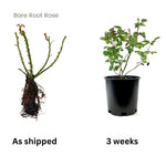 Climbing Roses Live Plants, Rose Bushes Ready to Planting, No Pot, Cut Back, Well Rooted, 6-8 Months Old (Deep Purple Lavender Striped)