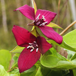 Set of 20 Red Trillium Bulbs, Trillium Flower Bulbs, Large Bulbs, Trillium Bulb for Fall Planting Outdoor Indoor