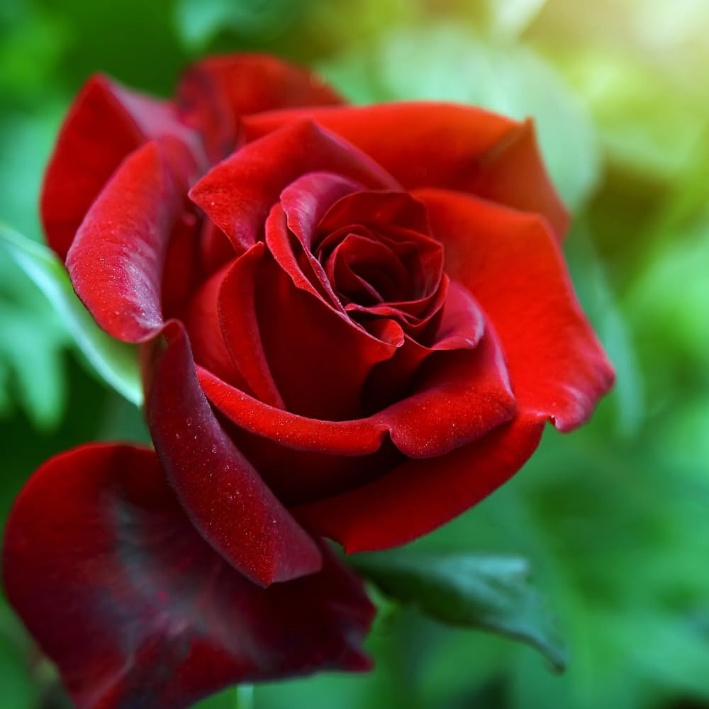 Rose Bush Live Plant, Heirloom Rose Plant Live for Planting, 5-10 Inch Tall, Fragrant Flowers Well Rooted Starter Plant, No Pot (Red Rose Plant)