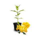 Pack 2 Yellow Milkweed Live Plants, Butterfly Milkweed Shrub, Asclepias Tuberosa Plants 4-8 Inches