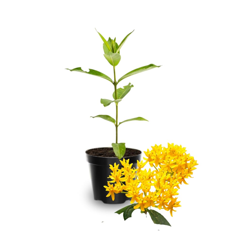 Pack 2 Yellow Milkweed Live Plants, Butterfly Milkweed Shrub, Asclepias Tuberosa Plants 4-8 Inches