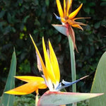 Yellow Bird of Paradise Live Plant, Strelitzia Reginae Plants Tropical Perennial Blooming, 5-9 Inches Houseplant Decor Indoor Outdoor, No Pot