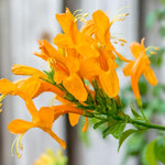 2 Mango Honeysuckle Plants Live for Planting, Fragrant, Easy to Grow, Perfect for Landscaping, No Pot, Ideal for Trellises Fences, Climbing or Bush, Rooted Cutting 8-12", Dormant No Leaf