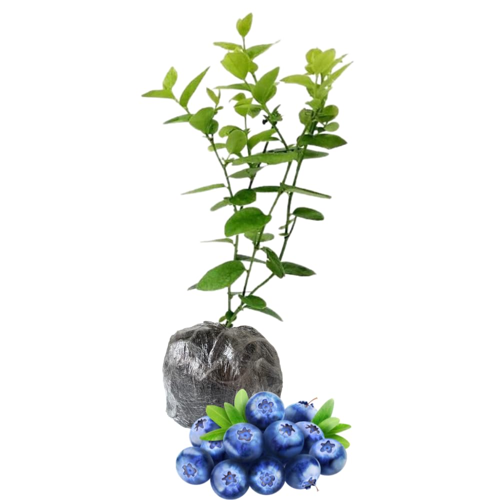 1 Blueberry Bush Live Plant 5 to 9 Inch Tall, Blueberry Plant Live for Planting, Sweet Blueberries Fruit Tree Live Plant (Misty Blueberry)