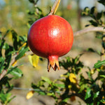 Pomegranate Tree Live Plant in 4 Inch Pot, 7 to 10 Inch Tall Live Pomegranate Tree, Sweet Fruits